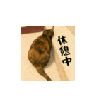 小花と吉利の日常スタンプ（日本語）（個別スタンプ：8）