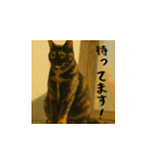 小花と吉利の日常スタンプ（日本語）（個別スタンプ：9）