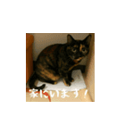 小花と吉利の日常スタンプ（日本語）（個別スタンプ：11）