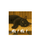 小花と吉利の日常スタンプ（日本語）（個別スタンプ：13）