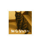 小花と吉利の日常スタンプ（日本語）（個別スタンプ：14）