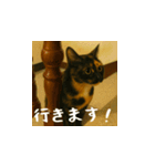 小花と吉利の日常スタンプ（日本語）（個別スタンプ：16）
