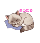 猫みたいにゆるゆる気分（個別スタンプ：5）