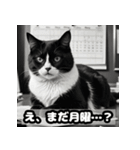なまけ猫のゆるい日々（個別スタンプ：1）