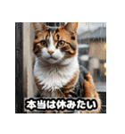 なまけ猫のゆるい日々（個別スタンプ：17）