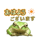 野生のカエル22(丁寧な暮らし)（個別スタンプ：1）