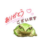 野生のカエル22(丁寧な暮らし)（個別スタンプ：4）