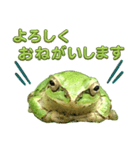 野生のカエル22(丁寧な暮らし)（個別スタンプ：5）