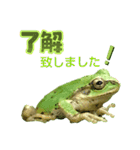 野生のカエル22(丁寧な暮らし)（個別スタンプ：7）