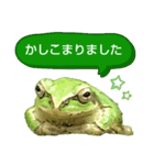 野生のカエル22(丁寧な暮らし)（個別スタンプ：8）