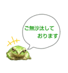 野生のカエル22(丁寧な暮らし)（個別スタンプ：10）