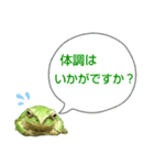 野生のカエル22(丁寧な暮らし)（個別スタンプ：12）