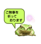 野生のカエル22(丁寧な暮らし)（個別スタンプ：13）