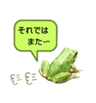 野生のカエル22(丁寧な暮らし)（個別スタンプ：14）
