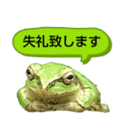 野生のカエル22(丁寧な暮らし)（個別スタンプ：15）