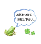 野生のカエル22(丁寧な暮らし)（個別スタンプ：17）