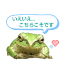 野生のカエル22(丁寧な暮らし)（個別スタンプ：21）