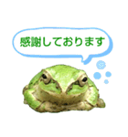 野生のカエル22(丁寧な暮らし)（個別スタンプ：23）