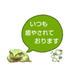 野生のカエル22(丁寧な暮らし)（個別スタンプ：24）