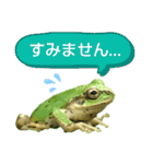 野生のカエル22(丁寧な暮らし)（個別スタンプ：25）