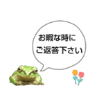 野生のカエル22(丁寧な暮らし)（個別スタンプ：28）