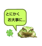 野生のカエル22(丁寧な暮らし)（個別スタンプ：29）