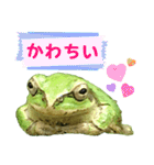 野生のカエル22(丁寧な暮らし)（個別スタンプ：35）