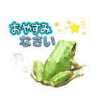 野生のカエル22(丁寧な暮らし)（個別スタンプ：40）