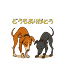 ウィペット「きな子」とイタグレ「チョコ」（個別スタンプ：4）