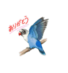 ブルーボタンインコスタンプ8個（個別スタンプ：2）