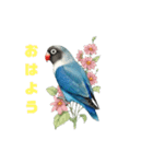 ブルーボタンインコスタンプ8個（個別スタンプ：5）