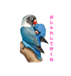 ブルーボタンインコスタンプ8個（個別スタンプ：7）