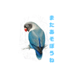 ブルーボタンインコスタンプ8個（個別スタンプ：8）