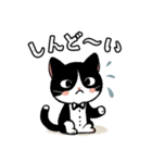 ハチワレ(猫)表情が可愛いスタンプ（個別スタンプ：19）