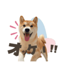 《毎日使える》柴犬ぽんずくん♡（個別スタンプ：2）
