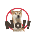 《毎日使える》柴犬ぽんずくん♡（個別スタンプ：3）