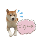 《毎日使える》柴犬ぽんずくん♡（個別スタンプ：4）