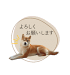 《毎日使える》柴犬ぽんずくん♡（個別スタンプ：5）