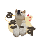 《毎日使える》柴犬ぽんずくん♡（個別スタンプ：6）
