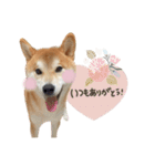 《毎日使える》柴犬ぽんずくん♡（個別スタンプ：7）