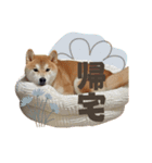 《毎日使える》柴犬ぽんずくん♡（個別スタンプ：8）
