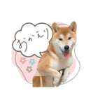 《毎日使える》柴犬ぽんずくん♡（個別スタンプ：9）