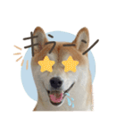 《毎日使える》柴犬ぽんずくん♡（個別スタンプ：11）