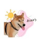 《毎日使える》柴犬ぽんずくん♡（個別スタンプ：12）