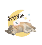 《毎日使える》柴犬ぽんずくん♡（個別スタンプ：13）