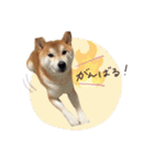 《毎日使える》柴犬ぽんずくん♡（個別スタンプ：14）