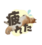 《毎日使える》柴犬ぽんずくん♡（個別スタンプ：15）