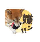 《毎日使える》柴犬ぽんずくん♡（個別スタンプ：16）
