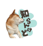 《毎日使える》柴犬ぽんずくん♡（個別スタンプ：17）
