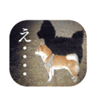 《毎日使える》柴犬ぽんずくん♡（個別スタンプ：18）